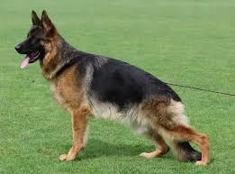 public/dog_images/455/1777071517.Galina vom Frankengold.jpg